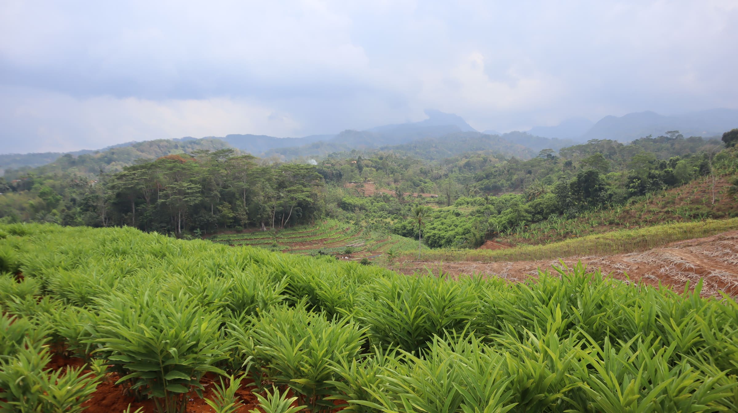 Jambu Citra